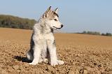 ALASKAN MALAMUTE 219